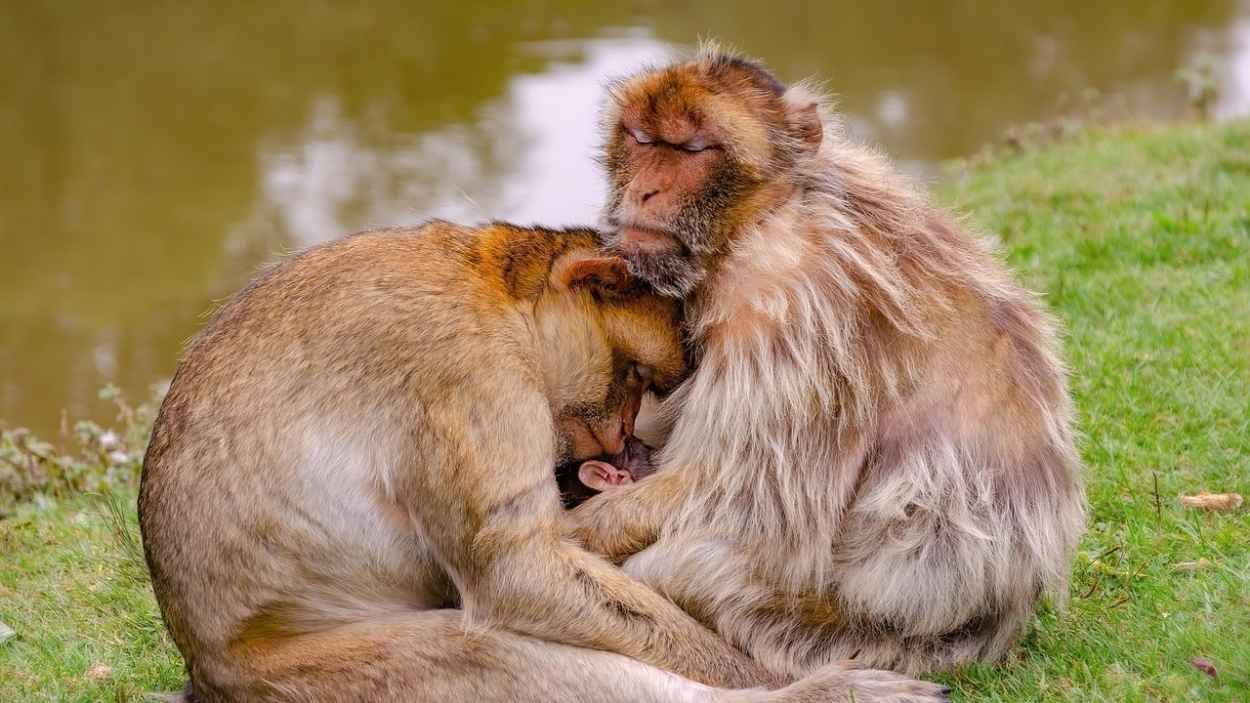 Imagen de recurso de una familia de monos. Pixabay.