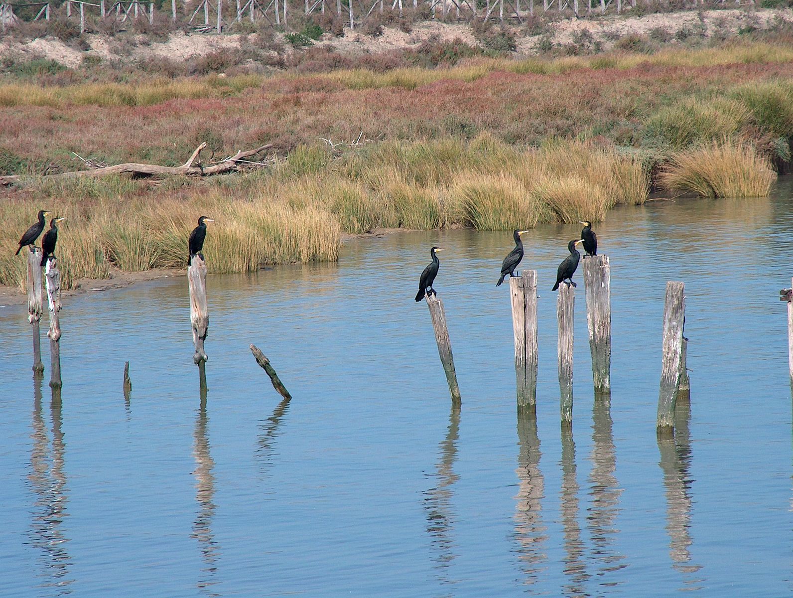 Doñana, el lado amargo de la fresa