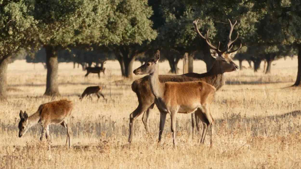 Ciervos en el Parque Nacional de Cabañeros. Miteco. 