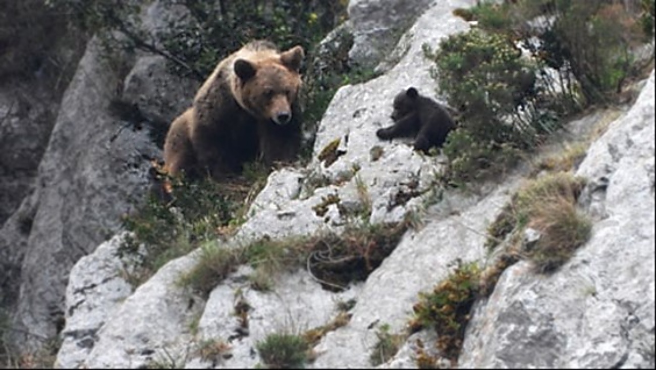 Una hembra de oso pardo y una de sus crías en Asturias. (Foto: Vincenzo Penteriani)