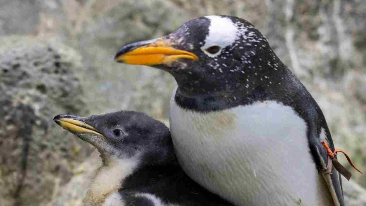 Pingüino papúa en Loro Parque. Europa Press.