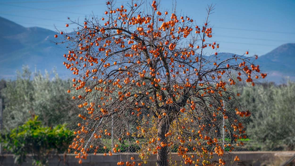 El fruto del otoño que deberías comer más y que es  una auténtica joya nutricional