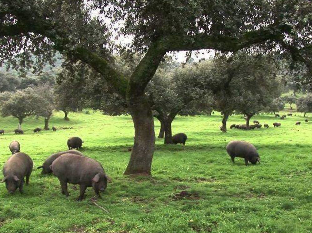 Cercos ibéricos de la finca de Extrem, en Extremadura