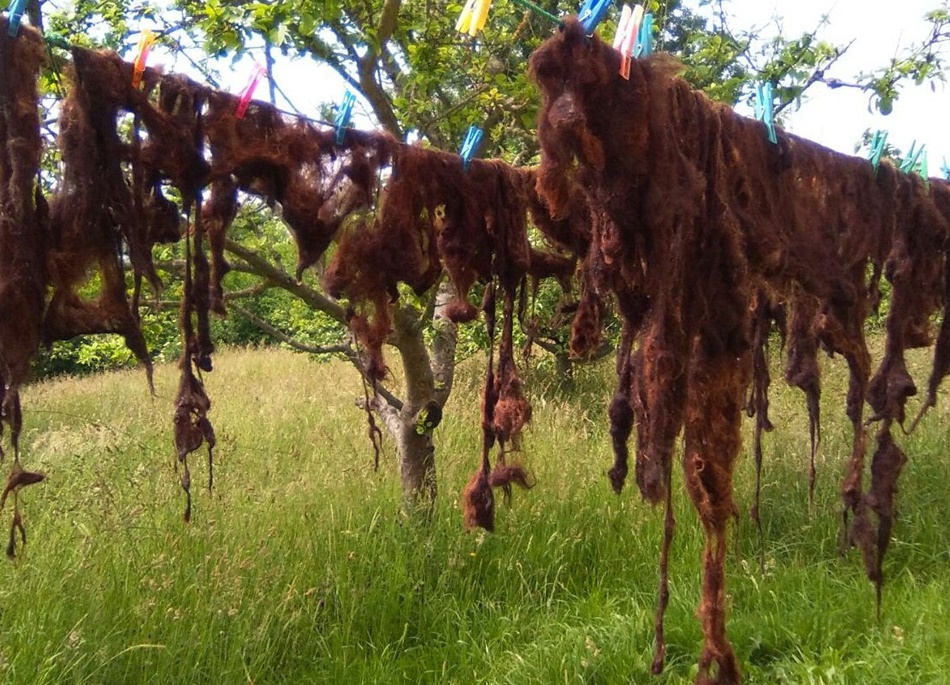 El proyecto es muy ambicioso y persigue, entre sus objetivos, el tratamiento de la lana de manera totalmente artesanal y ecológica. 