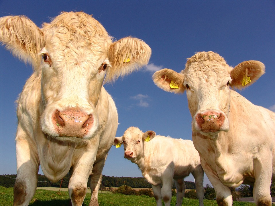 Agricultura y ganadería generan un 20% de las emisiones de efecto invernadero según la FAO
