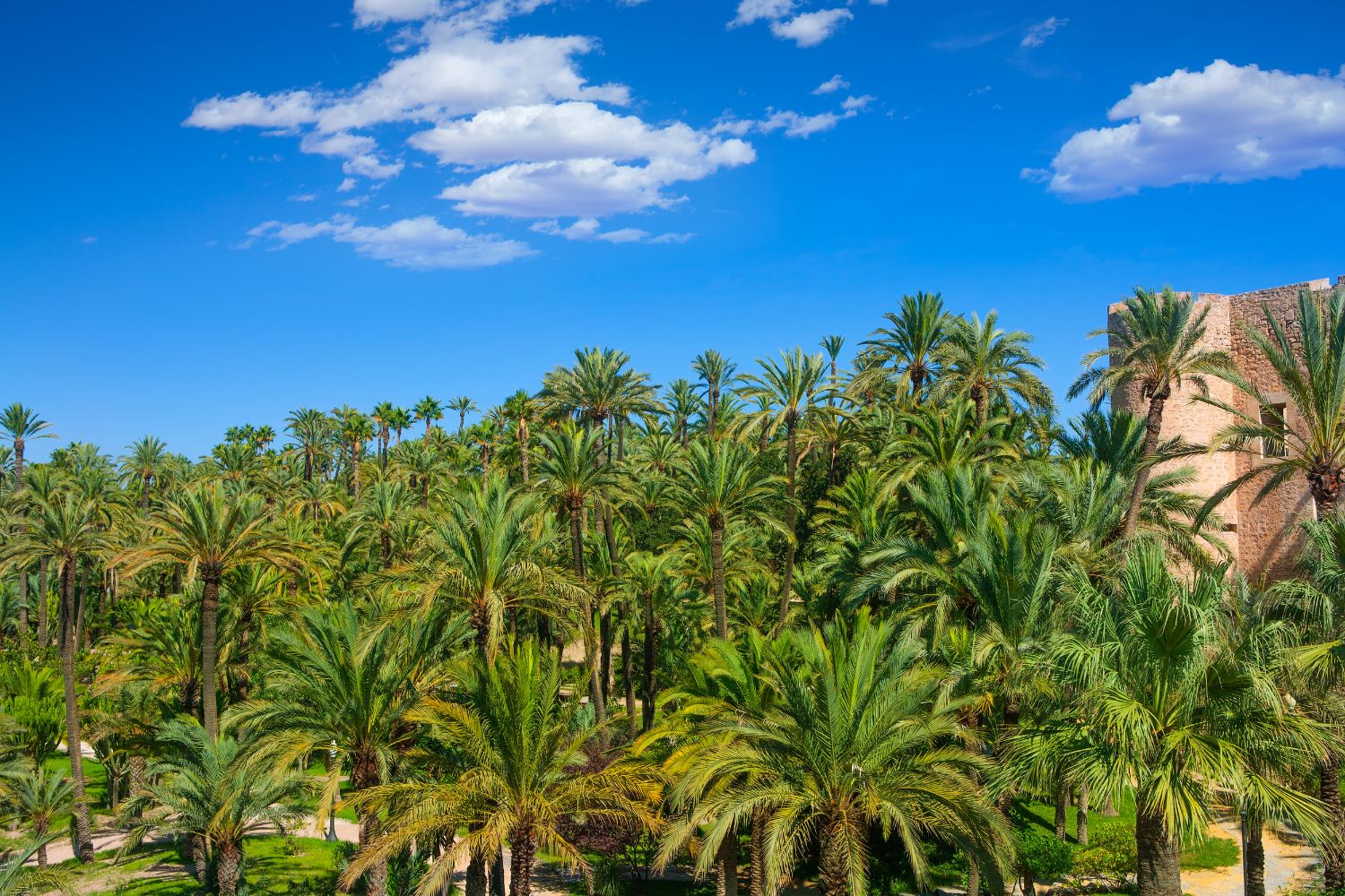 Palmeral de Elche