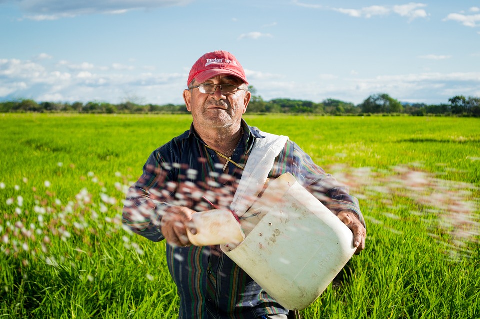Un campesino colombiano siembra arroz. 