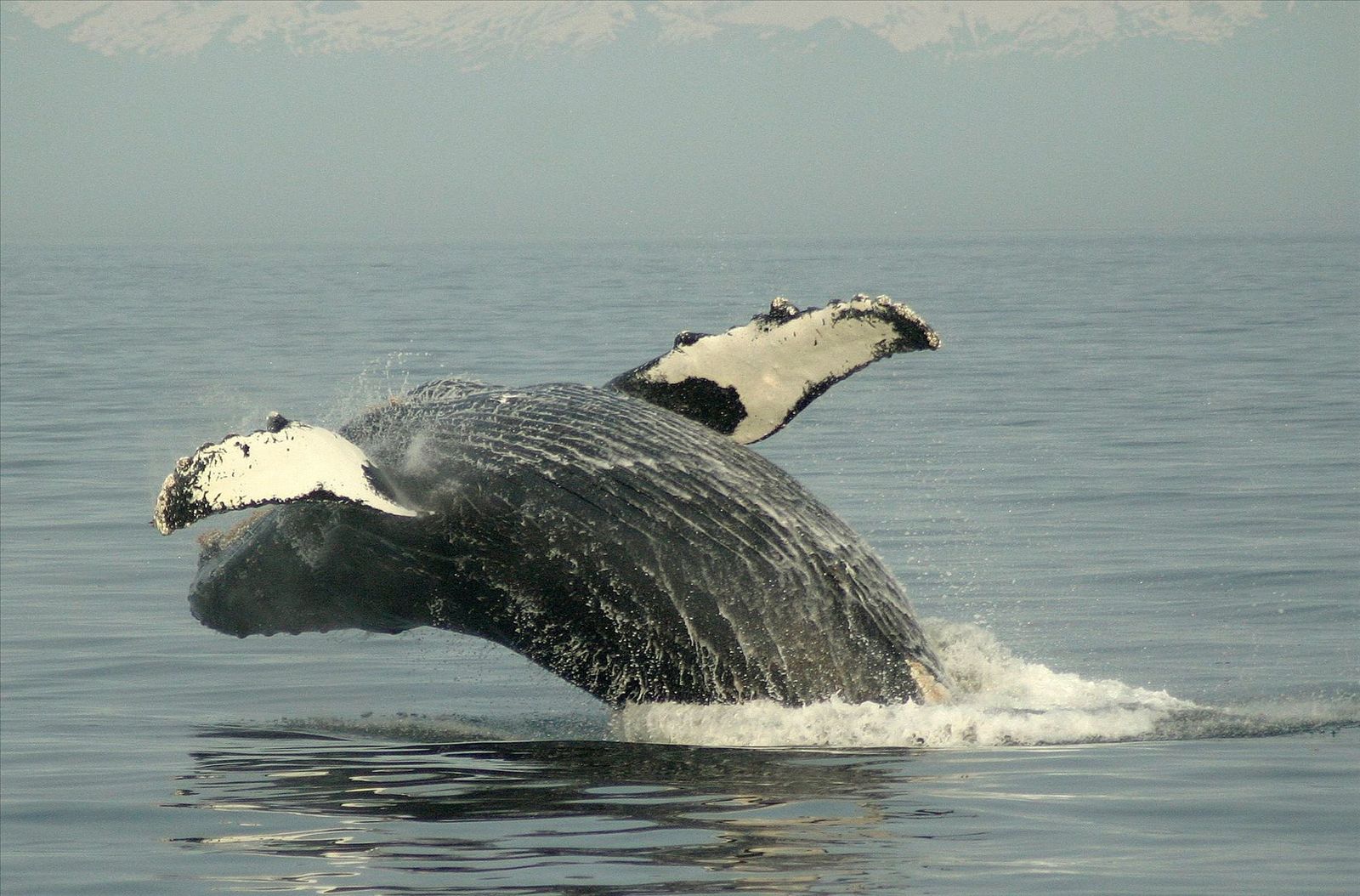 Las ballenas seguirán en peligro en el Atlántico
