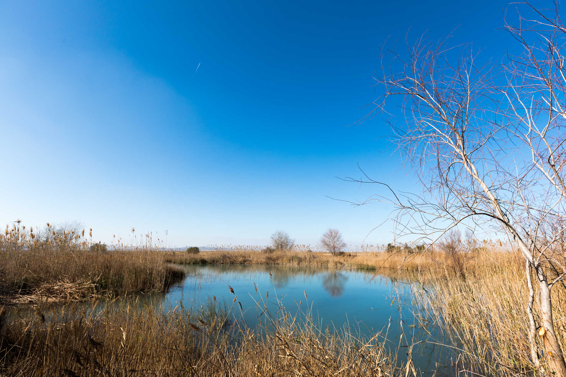Ullals de Baldoví, en el Parque Natural de la Albufera