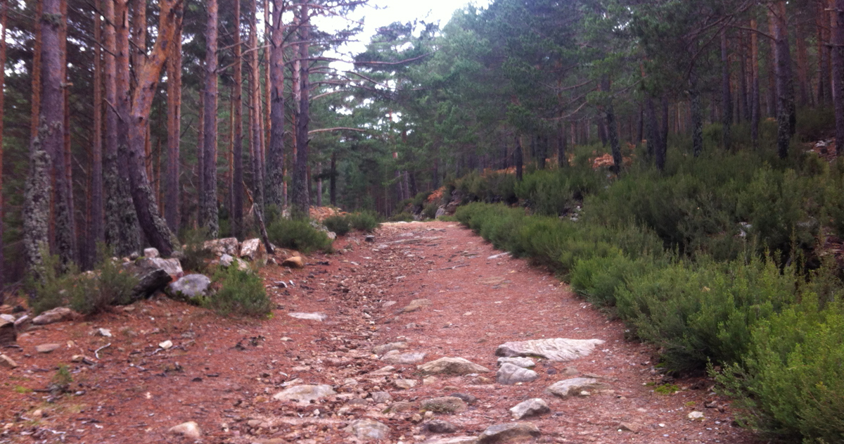 Un camino forestal en Duruelo de la Sierra (Soria).