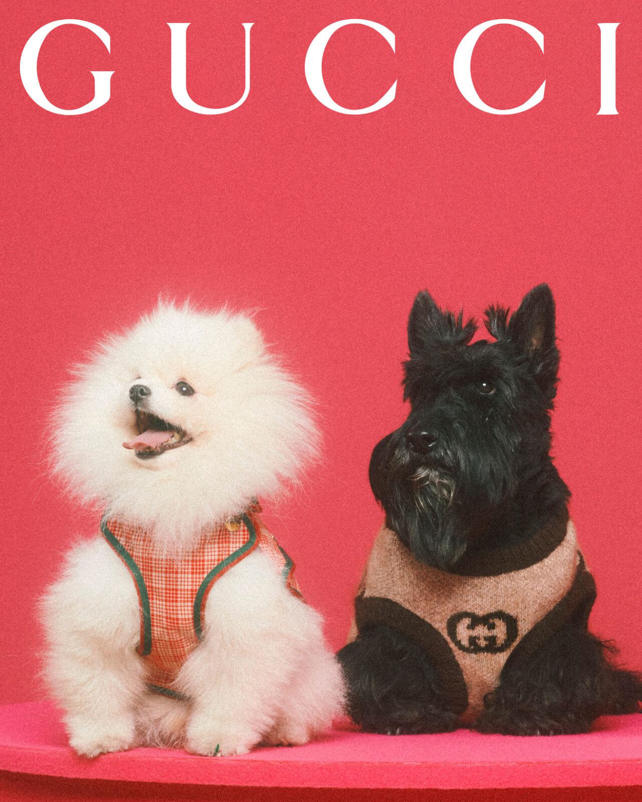 gucci-pet-collection-dogs-cats-release-13.jpeg