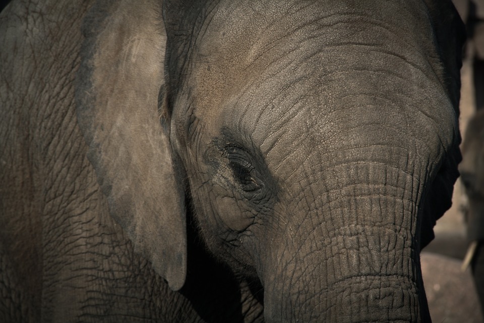 La caza de elefantes impide a los países africanos ingresar 23 millones de euros anuales