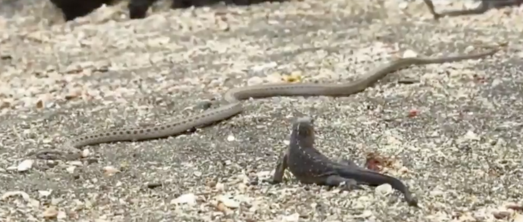 Esta iguana interpreta la mejor escena de vida animal jamás filmada