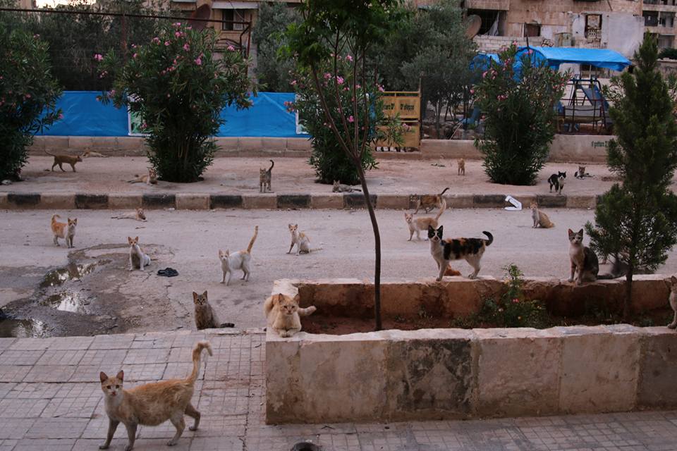 ‘La casa de los gatos’, un refugio de niños y animales en la Alepo asediada
