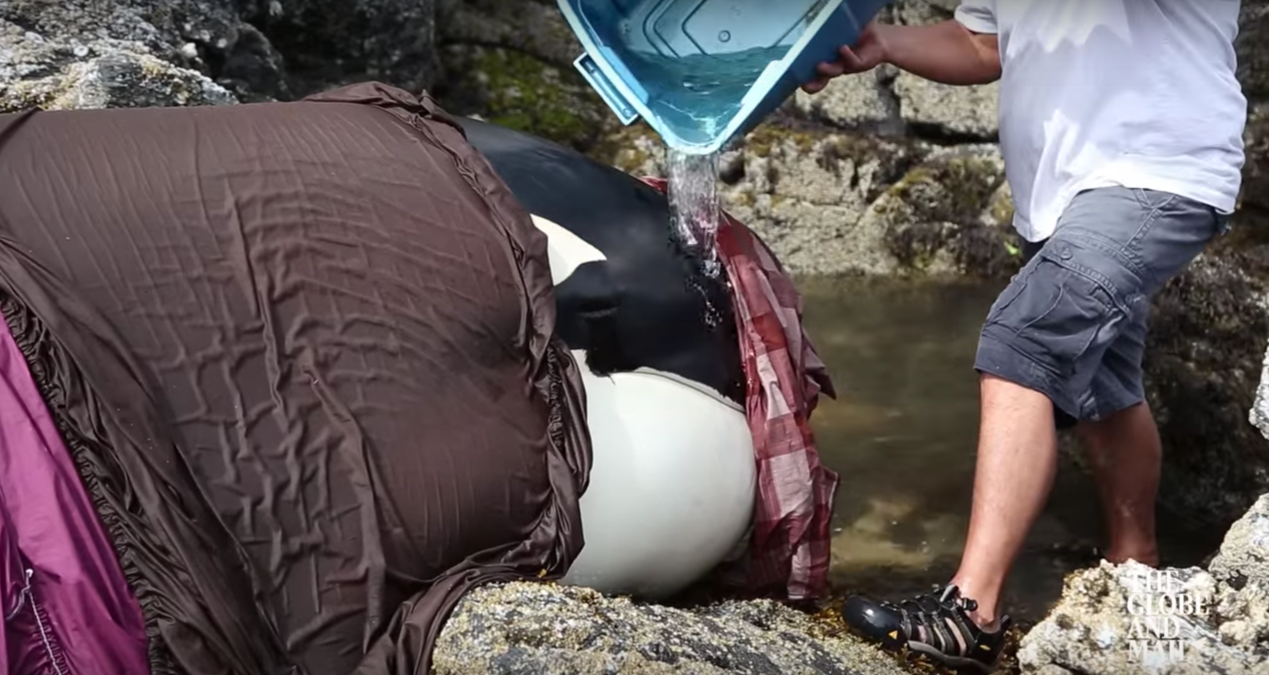 Cómo salvar una ballena varada