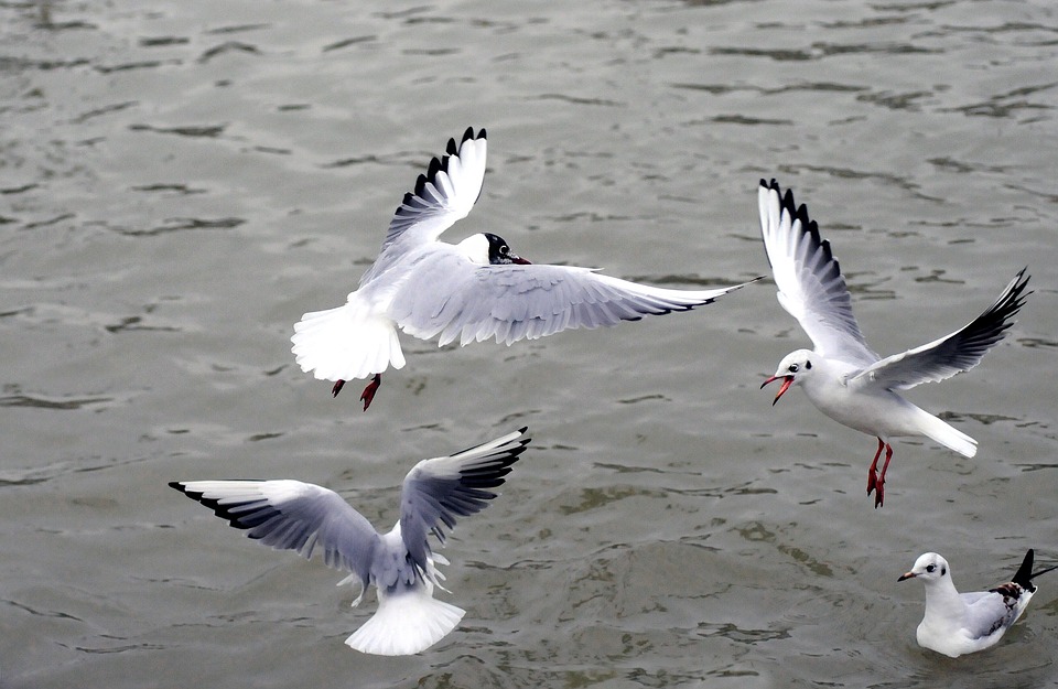 ¿Por qué las aves se comen los plásticos que flotan en el mar?