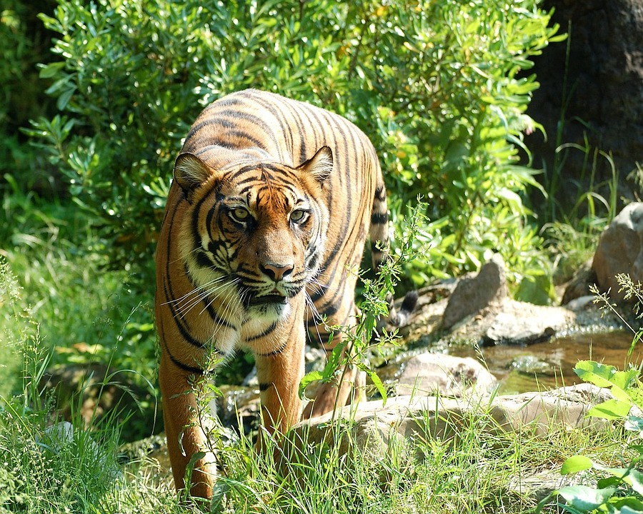 Cuarenta y dos países se comprometen a luchar contra el contrabando de animales