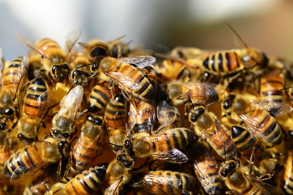 Se crea una abeja robótica capaz de polinizar artificialmente