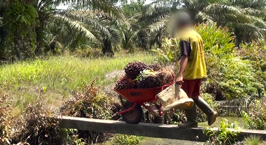 Amnistía Internacional: "El trabajo infantil para conseguir aceite de palma no es una opción"