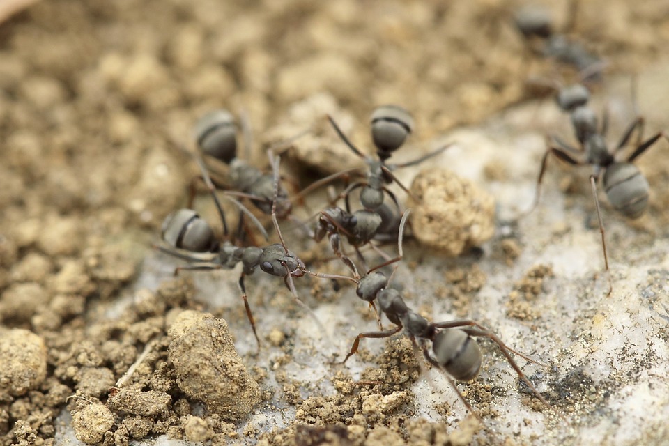 Las hormigas se 'besan' para desarrollarse