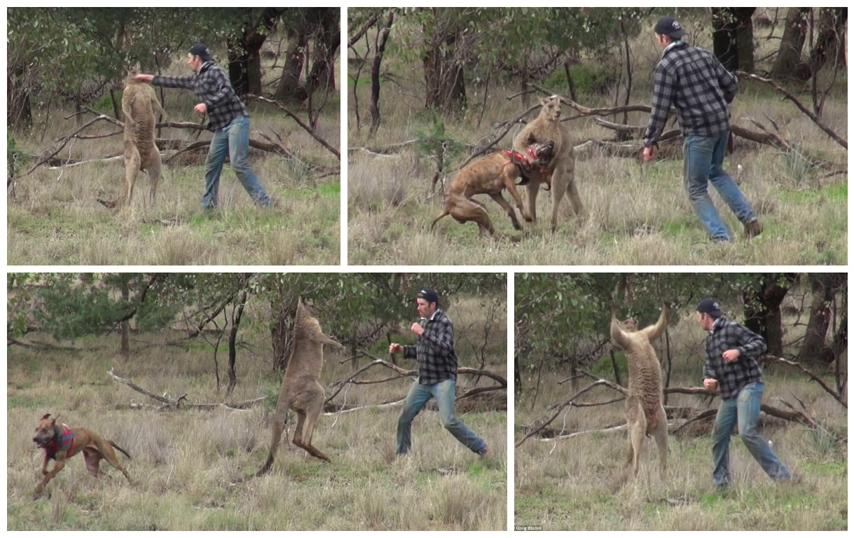 Así fue la verdadera historia del hombre que le pegó un puñetazo a un canguro