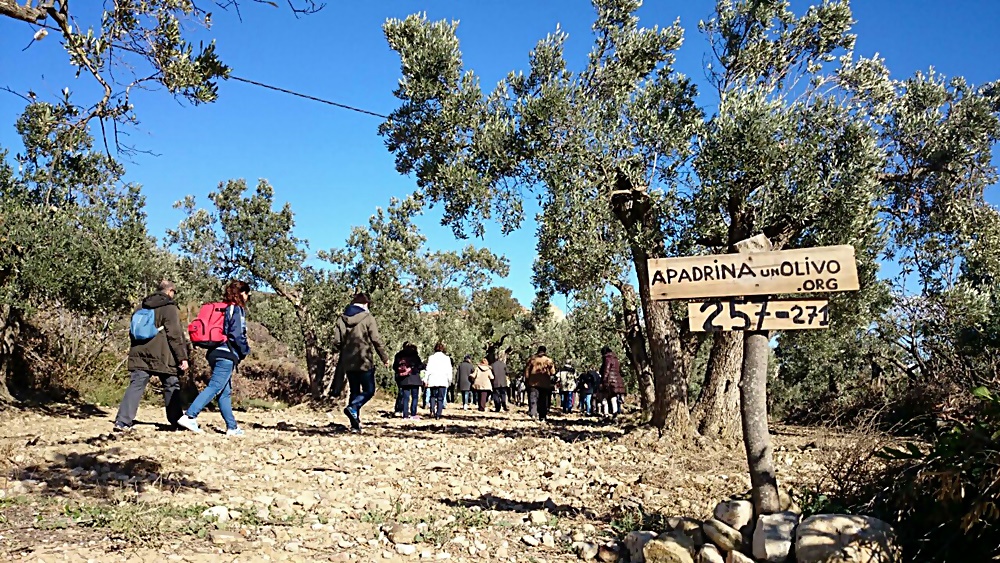 Padrinos visitan sus olivos centenarios enmarcados en este proyecto desarrollado en Oliete, Teruel.