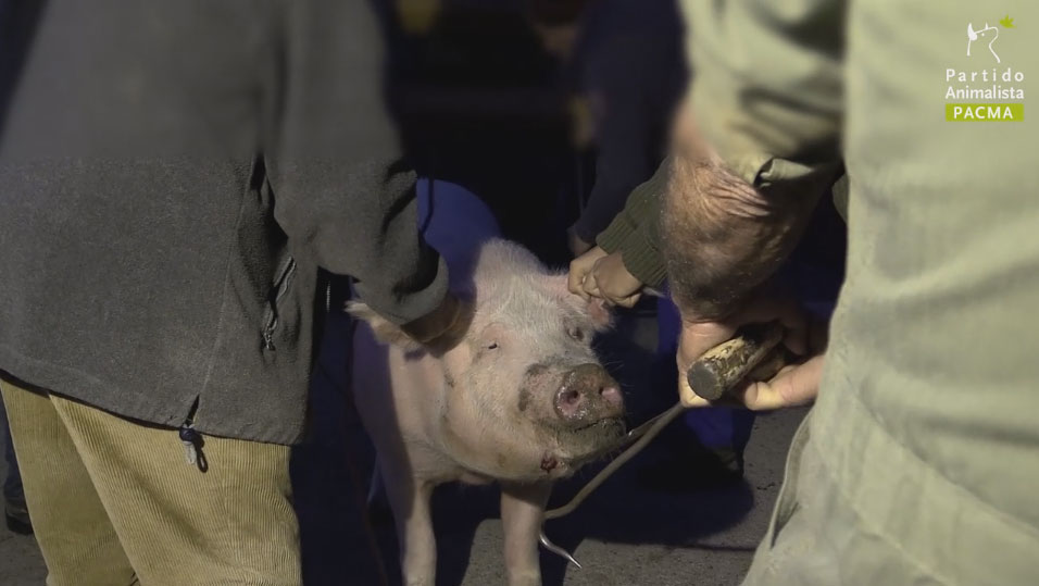 Imagen durante la matanza de un cerdo