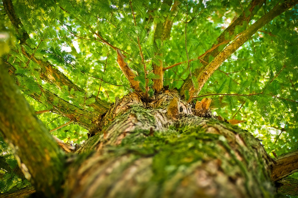 La Cumbre de Naciones Unidas sobre Biodiversidad se cierra con 72 acuerdos