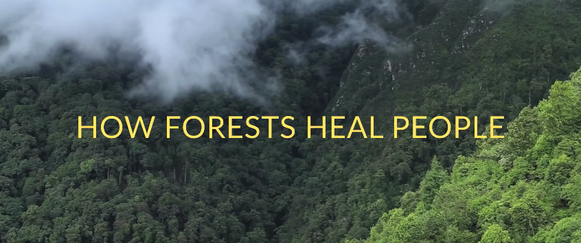 Cómo nos curan los bosques