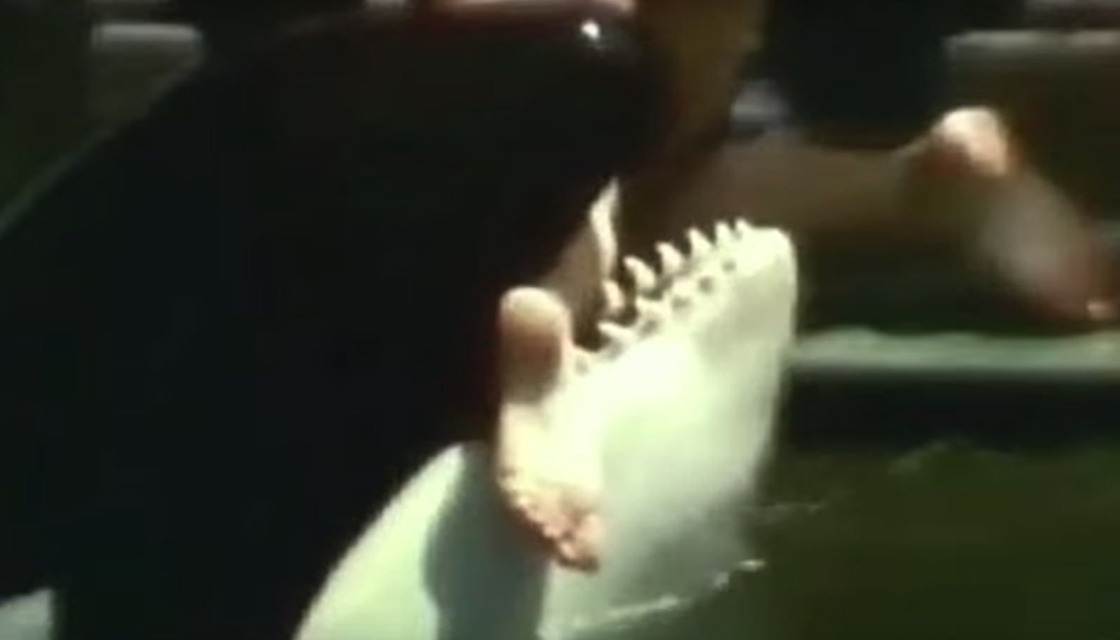 La muerte de una orca que no fue Willy