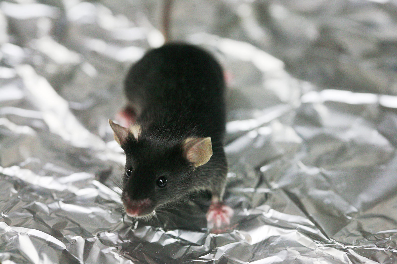 Un estudio en ratones revela cómo el estrés llena el pelo de canas