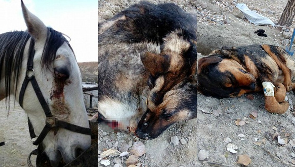 El caballo herido en un ojo y dos de los perros muertos.