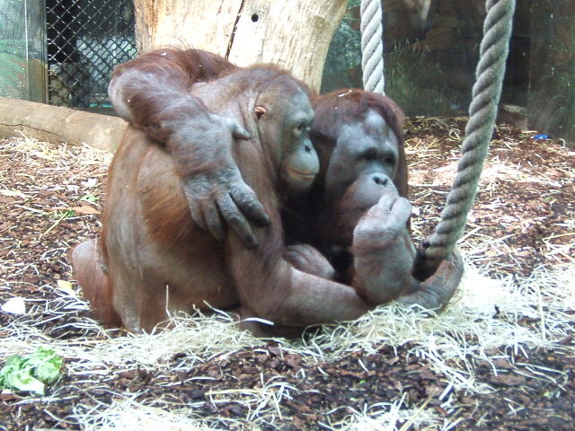 Crean un Tinder para orangutanes
