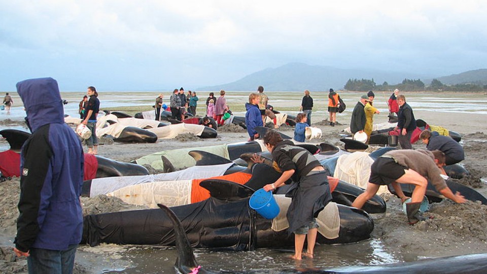 La contaminación sonora de los mares puede ser la causa de la muerte de cientos de ballenas