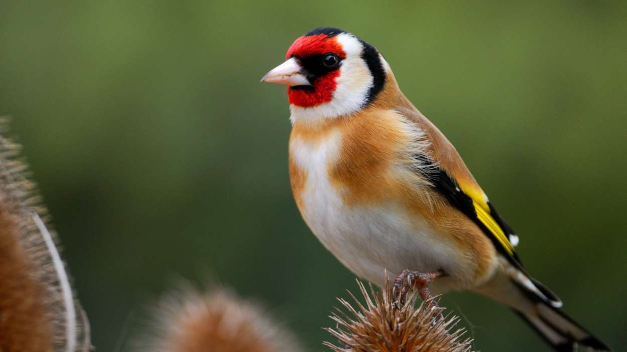 Jilguero europeo común | SEOBirdlife