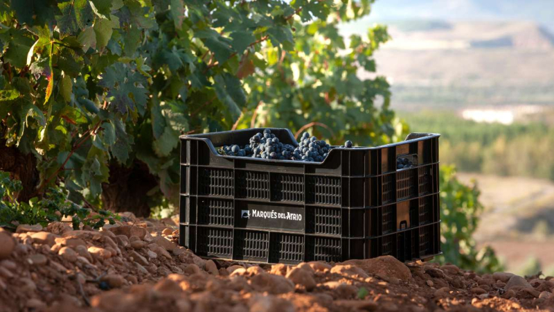 Bodega Marqués del Atrio