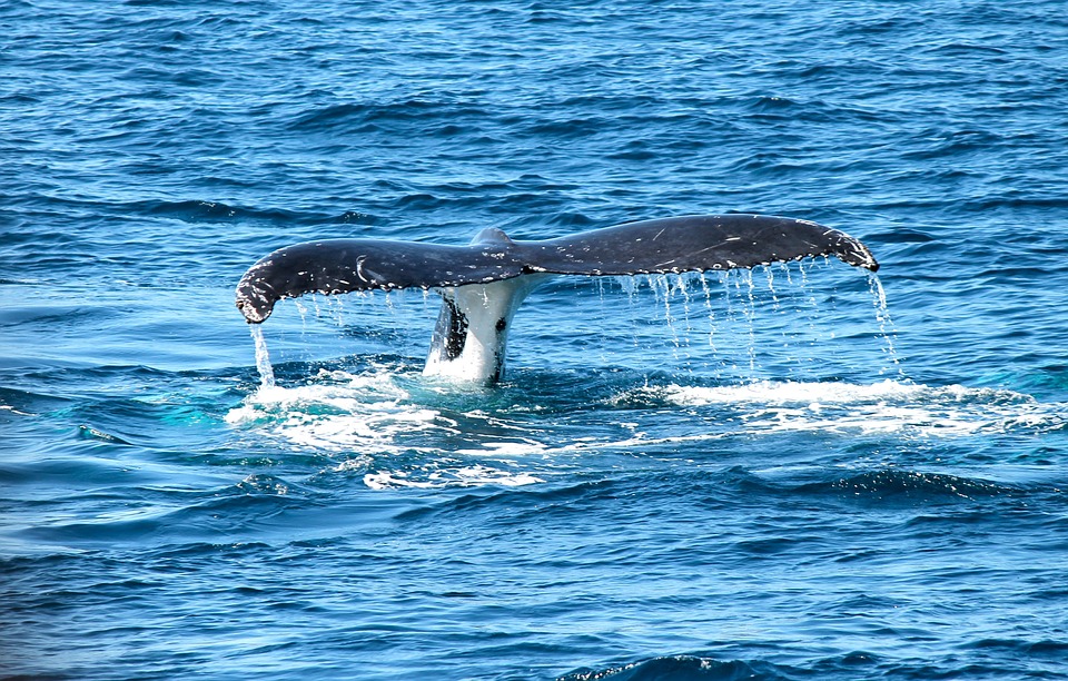 Temen la explosión de los cadáveres de 300 ballenas varadas en Nueva Zelanda