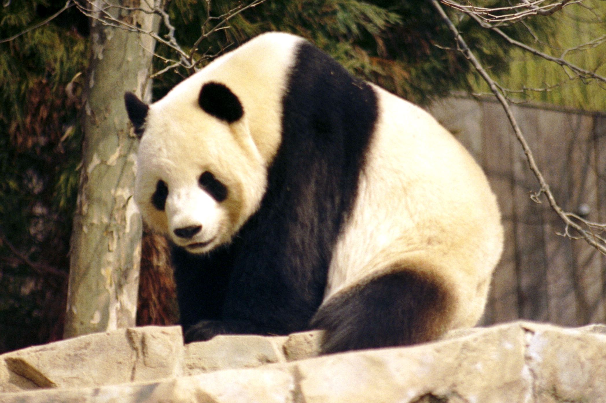 Los cinco animales en peligro de extinción inminente Los cinco animales en peligro de extinción inminente