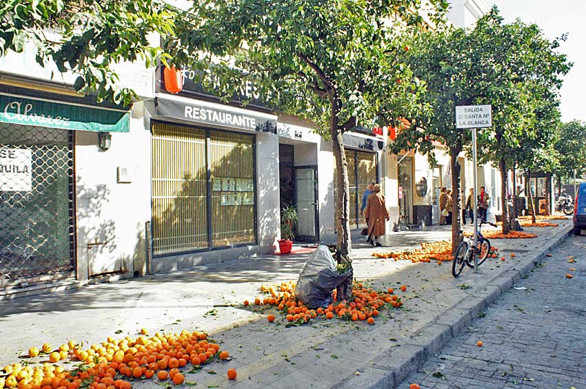 Naranjos en una calle de Sevilla.