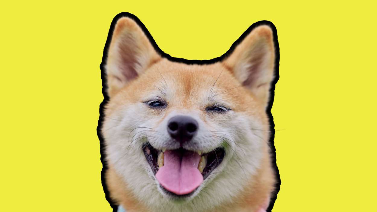 Este es el mejor regalo para tu perro este invierno: estará calentito y feliz