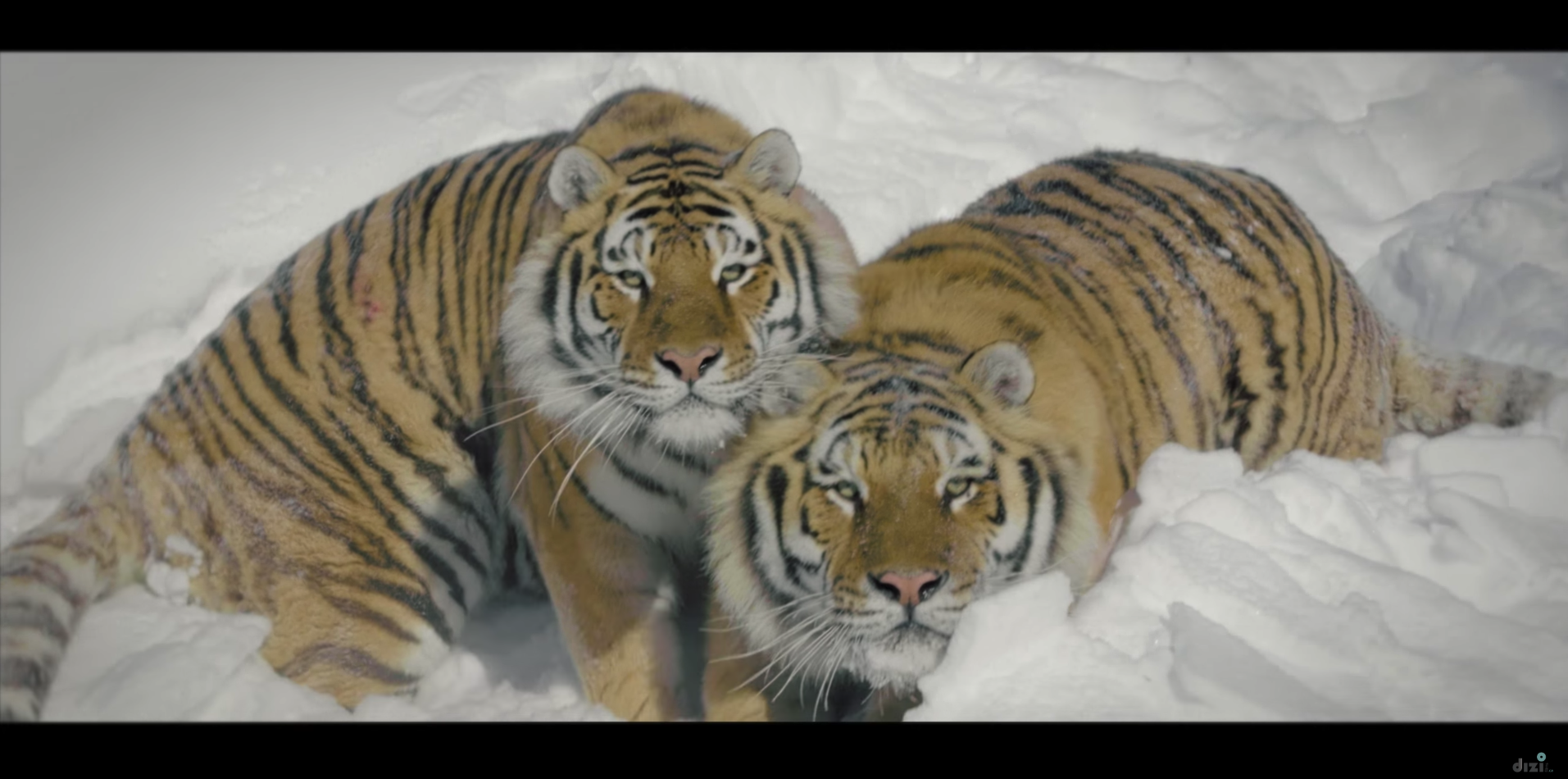 Un drone capta increíbles imágenes del tigre de Amur