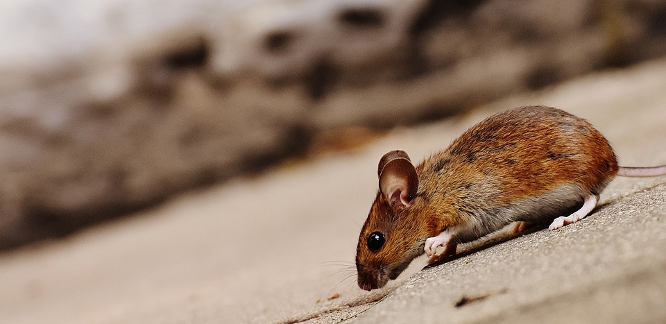 Ratones resistentes a la adicción a la cocaína gracias a la genética