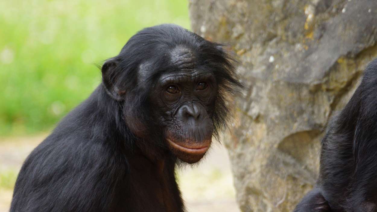  Un simio pone en duda una de las grandes diferencias con los humanos