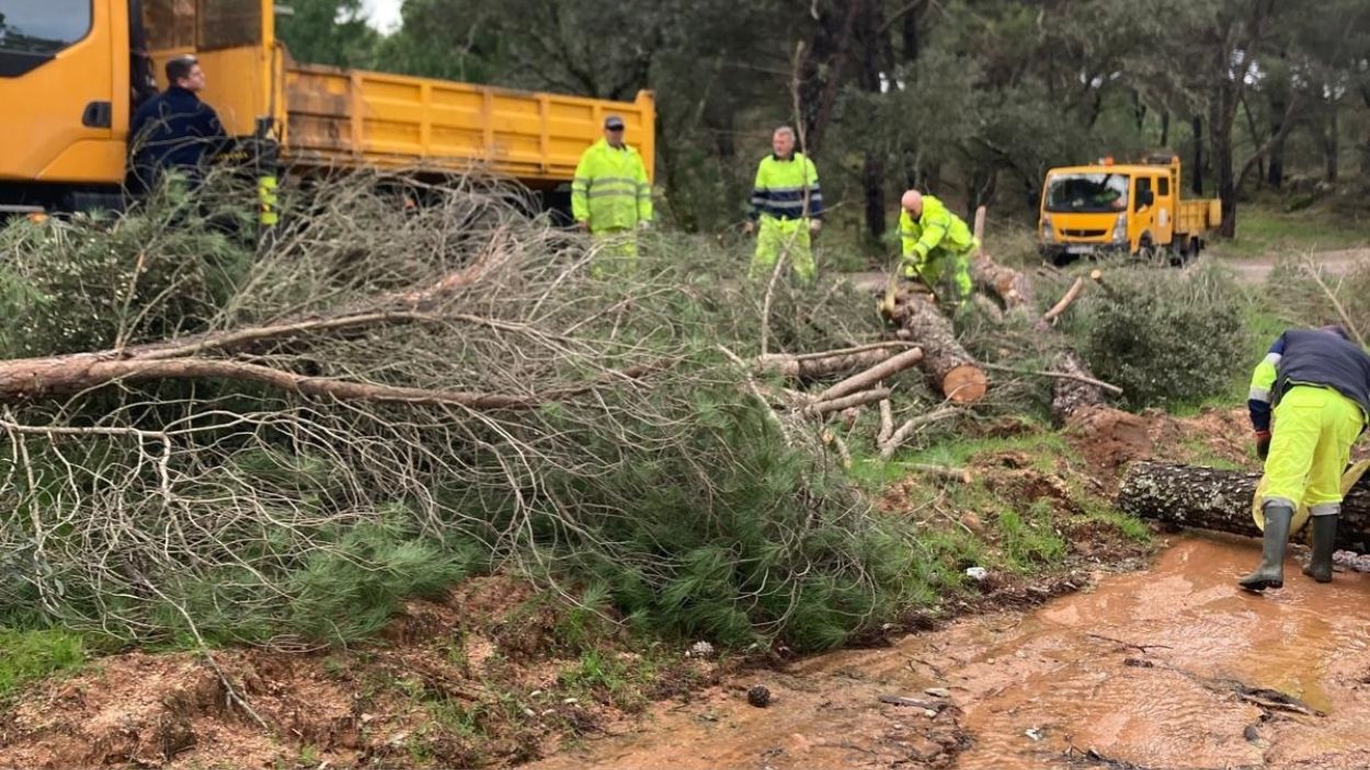 Operarios trabajando en la retirada de un árbol en una carretera provincial de Córdoba / Diputación de Córdoba