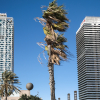 Una palmera se mueve a causa del temporal en Barcelona, a 17 de enero de 2023. Kike Rincón / EP