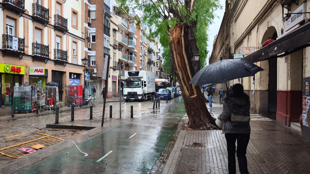 Restos del árbol caído en la calle San Jacinto (Sevilla) / EP