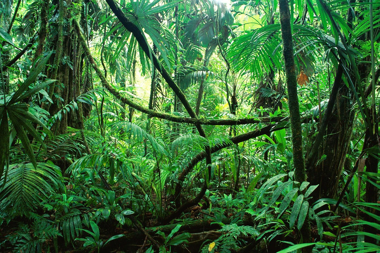 Cierra los ojos y viaja a la selva ahora mismo