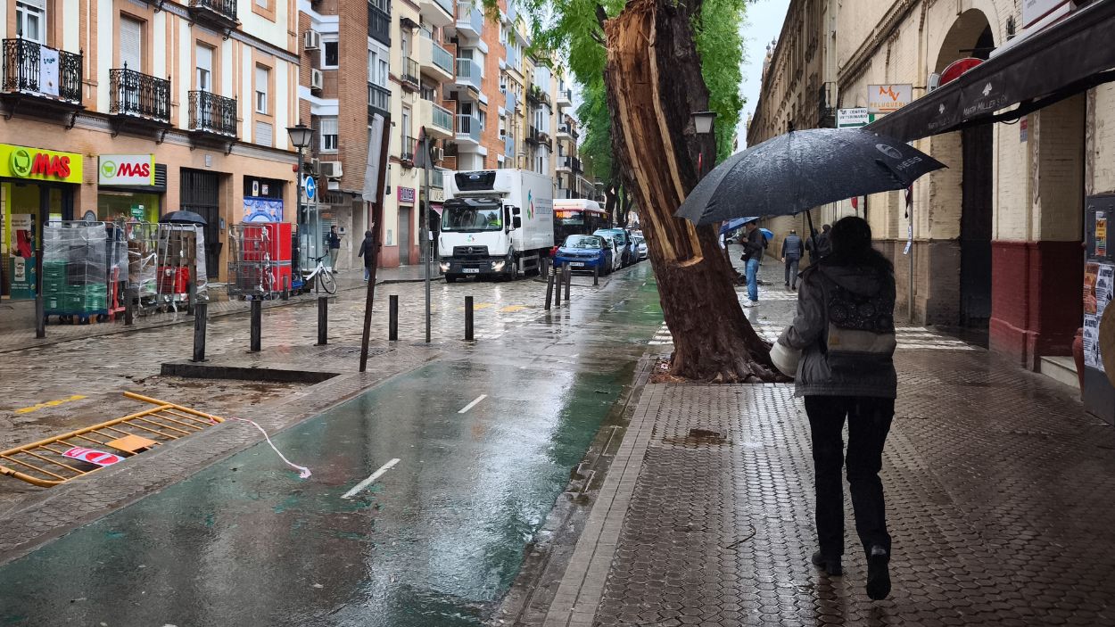 Restos de un árbol de grandes dimensiones que ha caído en la calle San Jacinto de Sevilla por la borrasca 'Oriana'. EP.