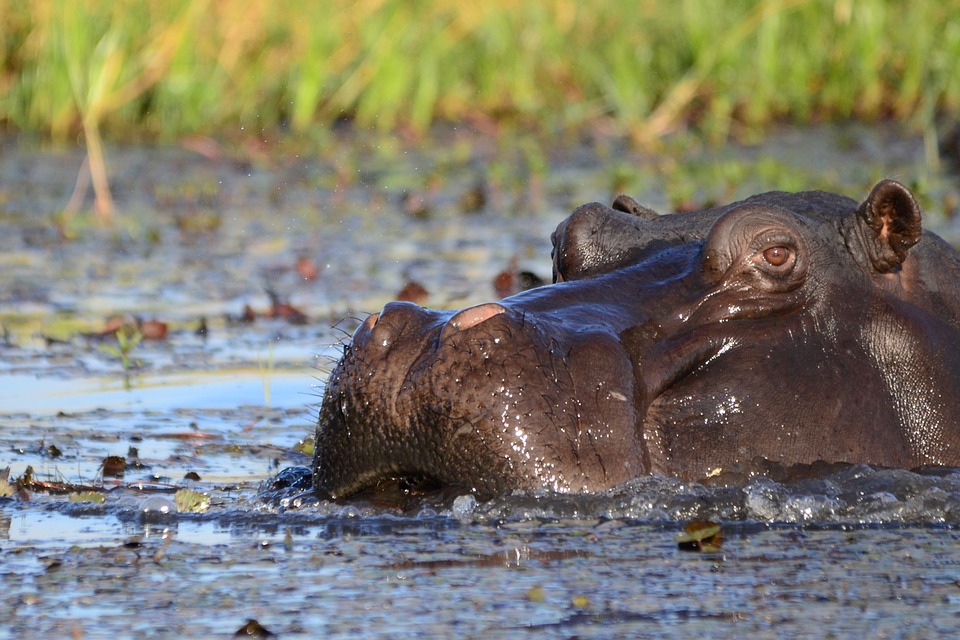 El único hipopótamo de El Salvador muere en un brutal ataque