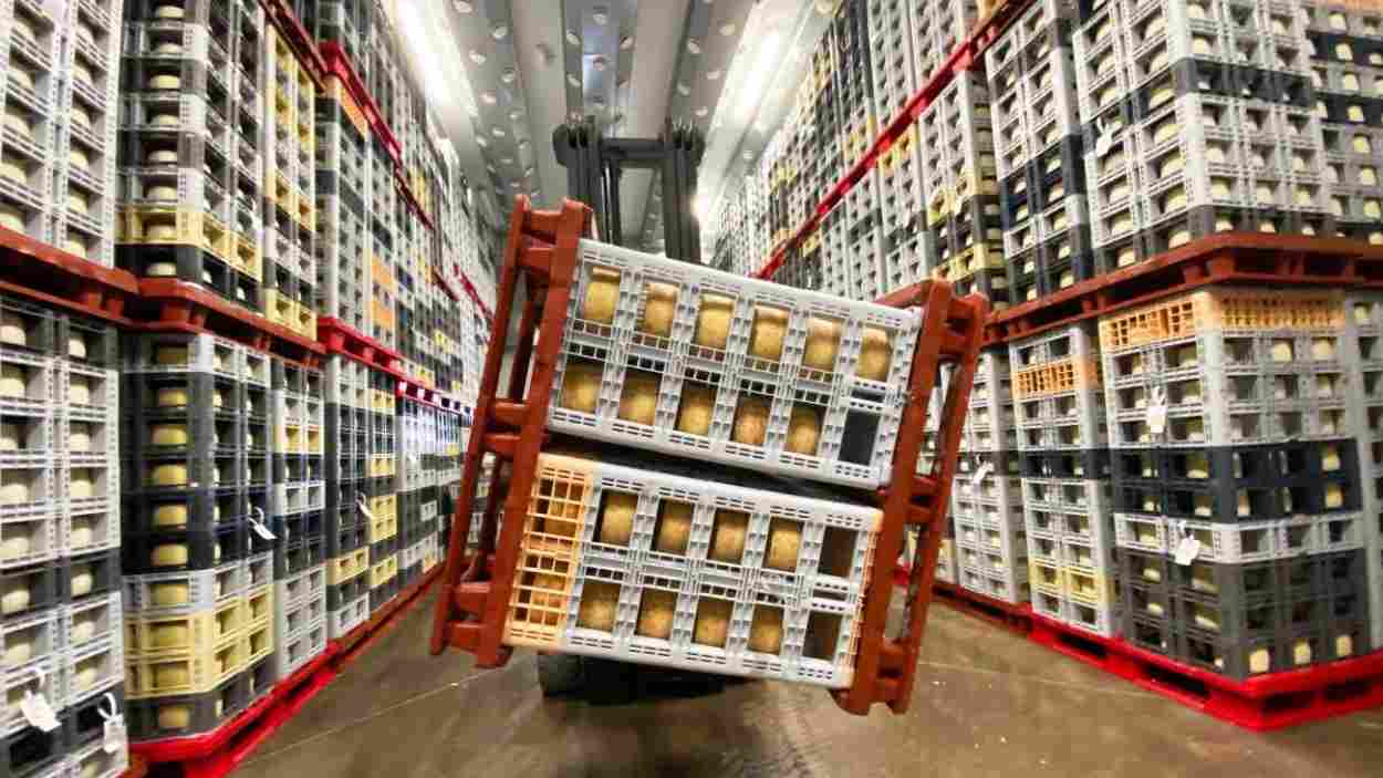 Un operario voltea un palé quesos en el secadero de la fábrica Don Apolonio en Malagón (Ciudad Real). EP.